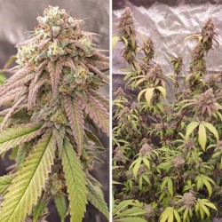 SKYWALKER HAZE · Dutch Passion · semillas de marihuana · Fem