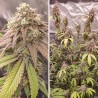 SKYWALKER HAZE · Dutch Passion · cannabis seeds · Fem