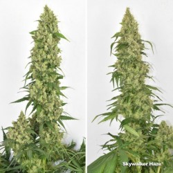 SKYWALKER HAZE · Dutch Passion · graines de cannabis · Fem