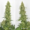 SKYWALKER HAZE · Dutch Passion · kenevir tohum · Disi · Fem