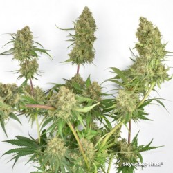 SKYWALKER HAZE · Dutch Passion · sementes de maconha · Fem