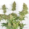 SKYWALKER HAZE · Dutch Passion · semillas de marihuana · Fem