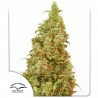 THC-VICTORY · Dutch Passion · cannabis samen · Fem