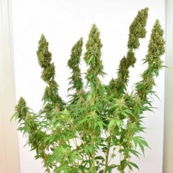THC-VICTORY · Dutch Passion · semillas de marihuana · Fem