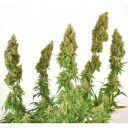 THC-VICTORY · Dutch Passion · semillas de marihuana · Fem