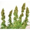 THC-VICTORY · Dutch Passion · semillas de marihuana · Fem