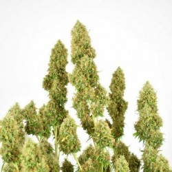 THC-VICTORY · Dutch Passion · cannabis samen · Fem