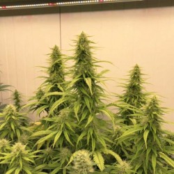 THC-VICTORY · Dutch Passion · semillas de marihuana · Fem
