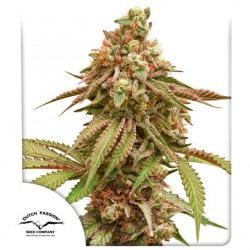 TROPICAL TANGIE · Dutch...