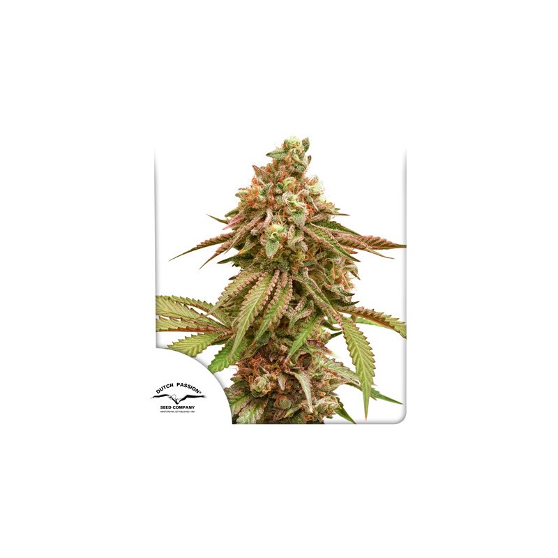 TROPICAL TANGIE · Dutch Passion · sementes de maconha · Fem