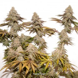 TROPICAL TANGIE · Dutch Passion · graines de cannabis · Fem