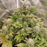 TROPICAL TANGIE · Dutch Passion · cannabis samen · Fem