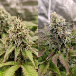 TROPICAL TANGIE · Dutch Passion · semi di canapa indiana · Fem