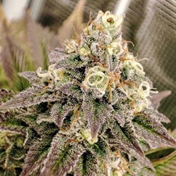 TROPICAL TANGIE · Dutch Passion · sementes de maconha · Fem