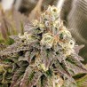 TROPICAL TANGIE · Dutch Passion · sementes de maconha · Fem