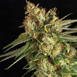 LEMON KING · Eva Seeds ·...
