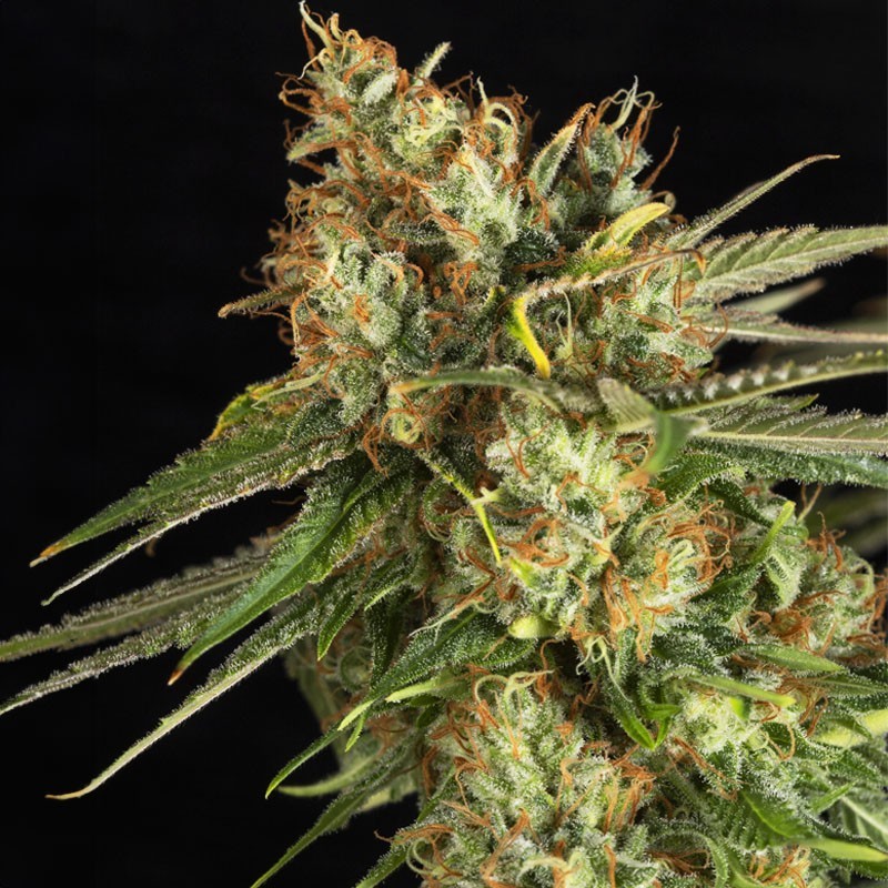 LEMON KING · Eva Seeds · graines de cannabis · Fem