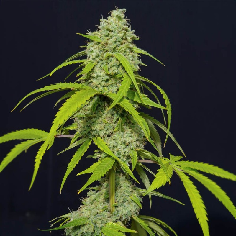 ORANGE KUSH AUTO · Eva Seeds · kenevir tohum · Disi · AutoFem
