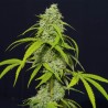 ORANGE KUSH AUTO · Eva Seeds · sementes de maconha · AutoFem