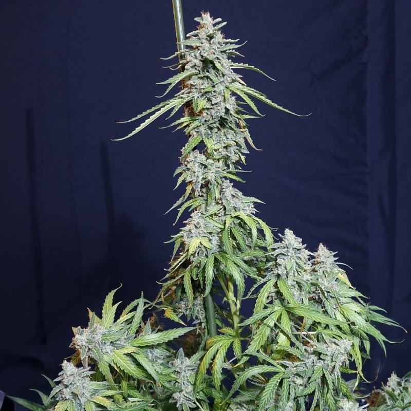 SUPER WATERMELON AUTO · Eva Seeds · kaufen cannabis samen ·  AutoFem
