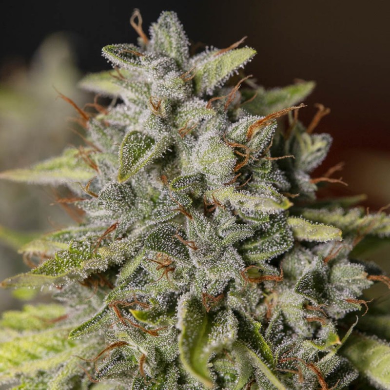 VIEJO TOBY · Eva Seeds · kenevir tohum · Disi · Fem