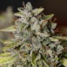 VIEJO TOBY · Eva Seeds · graines de cannabis · Fem
