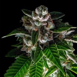 BAKERS DELIGHT · DNA Genetics · semi di canapa indiana · Fem