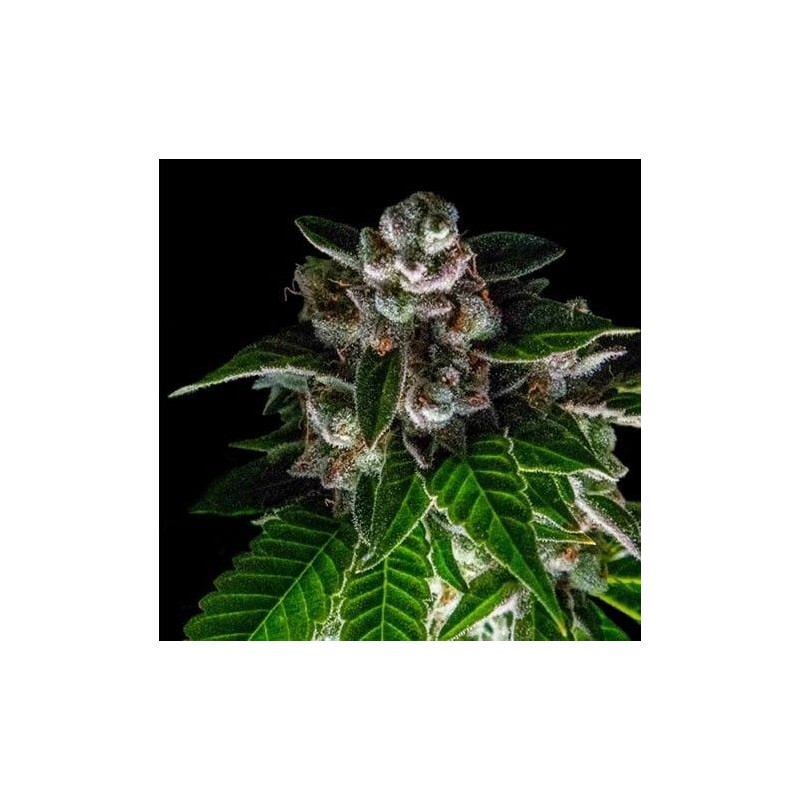 BAKERS DELIGHT · DNA Genetics · semillas de marihuana · Fem