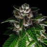 BAKERS DELIGHT · DNA Genetics · kenevir tohum · disi · Fem