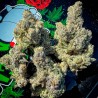 BAKERS DELIGHT· DNA Genetics · graines de cannabis · Fem