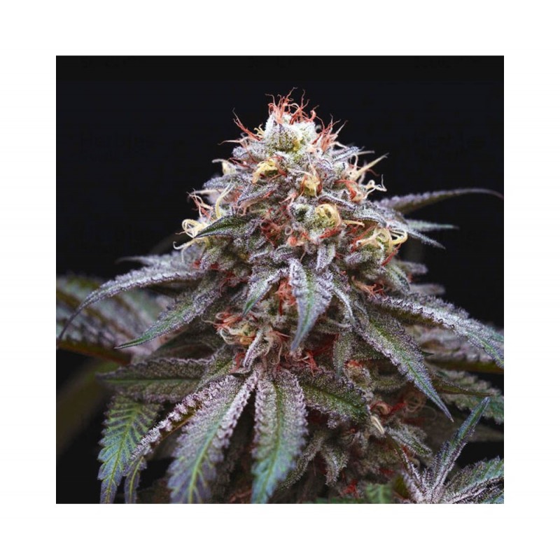 DOUBLE STUFFED SORBET · DNA Genetics · semi di canapa indiana · Fem