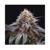 DOUBLE STUFFED SORBET · DNA Genetics · kaufen cannabis samen · Fem