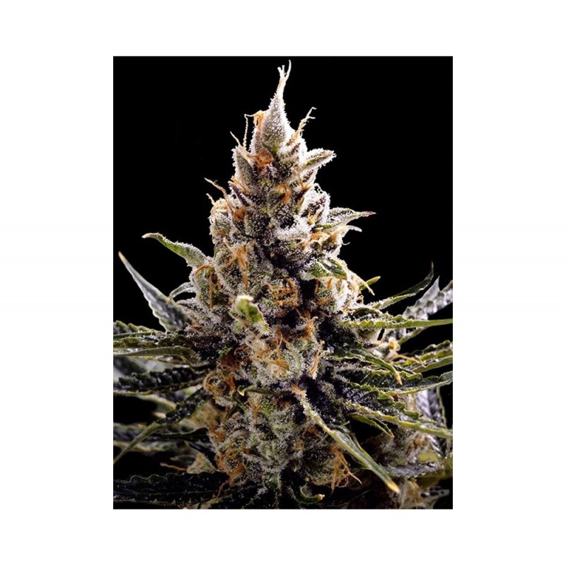 24K GOLD · DNA Genetics · sementes de maconha · Fem