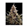 Kaufen Cannabis Samen | DNA Genetics | 24K Gold
