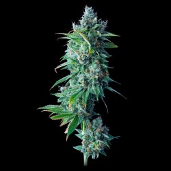 24K GOLD · DNA Genetics ·...