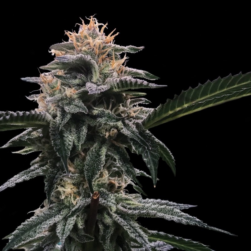 BANANA SORBET · DNA Genetics · kenevir tohum · disi · Fem