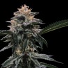 BANANA SORBET · DNA Genetics · semi di canapa indiana · Fem