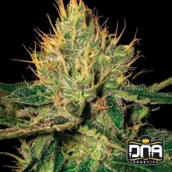 CANNALOPE HAZE · DNA...