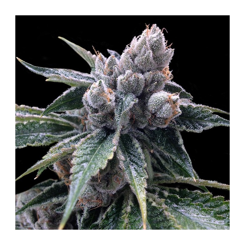 WHITE WALKER KUSH · DNA Genetics · sementes de maconha · Fem