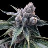 WHITE WALKER KUSH · DNA Genetics · kenevir tohum · disi · Fem