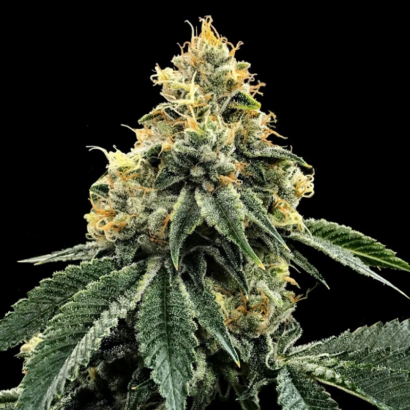 KOSHER DAWG · DNA Genetics · cannabis seeds · Fem