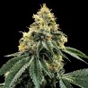 KOSHER DAWG · DNA Genetics · semillas de marihuana · Fem