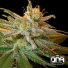 KUSHBERRY · DNA Genetics · cannabis seeds · Fem