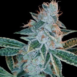 LEMON OG KUSH · DNA...