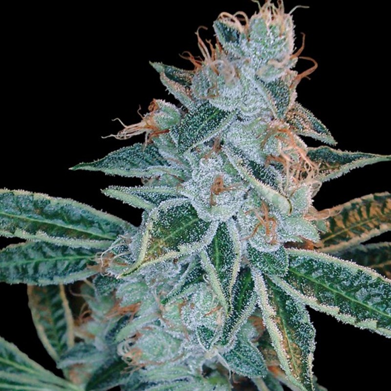 LEMON OG KUSH · DNA Genetics · sementes de maconha · Fem