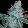 LEMON OG KUSH · DNA Genetics · kaufen cannabis samen · Fem