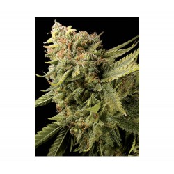 LEMON SKUNK · DNA Genetics...