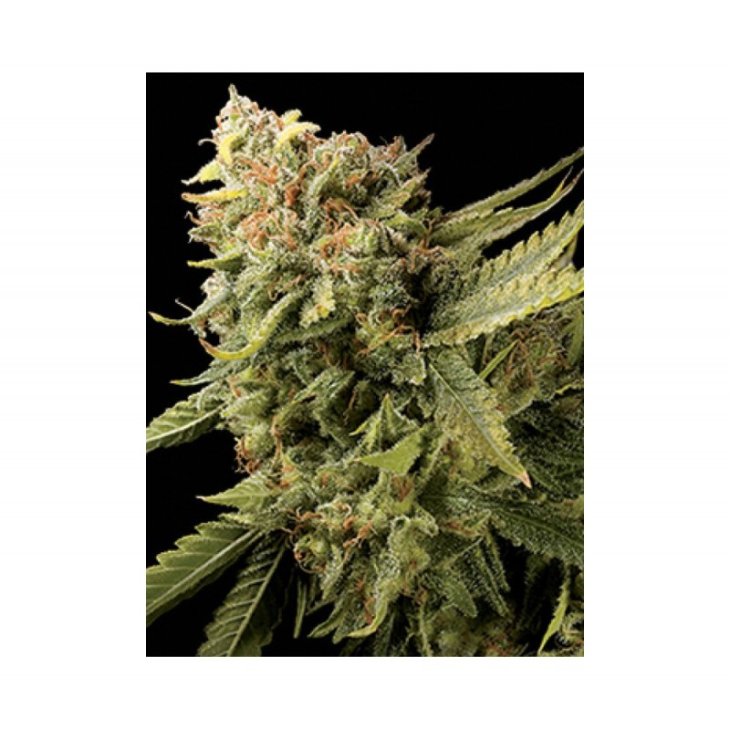 LEMON SKUNK · DNA Genetics · cannabis seeds · Fem