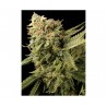 LEMON SKUNK · DNA Genetics · semillas de marihuana · Fem