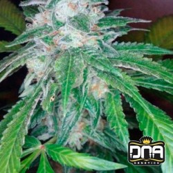 THE OG 18  RESERVA PRIVADA  · DNA Genetics · kenevir tohum · disi · Fem